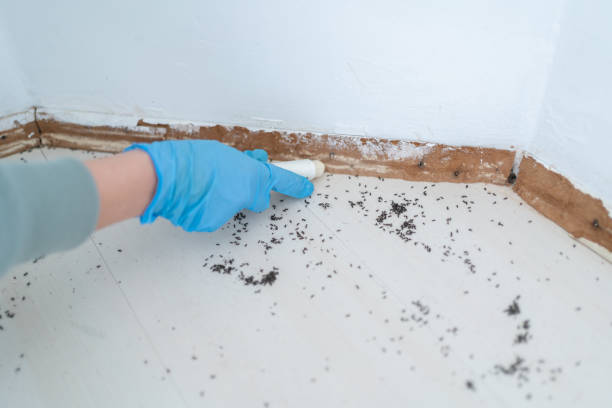 Best Residential Pest Control  in Julian, CA